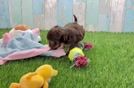 Fluffy Yorkie Poo Poodle Mix Pup