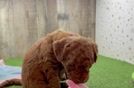 Playful Mini Groodle Poodle Mix Puppy