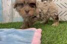 Meet Agnes - our Havapoo Puppy Video