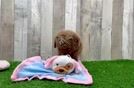 Fluffy Mini Goldendoodle Poodle Mix Pup
