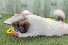 Meet Magic - our Shih Poo Puppy Video