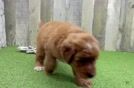 Best Mini Goldendoodle Baby