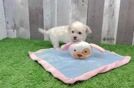 Maltipoo Pup Being Cute