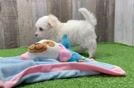 Maltipoo Pup Being Cute