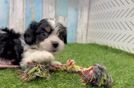 Meet Kendra - our Cavachon Puppy Video