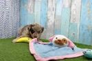 Mini Huskydoodle Puppy for Adoption
