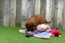 Meet Pia - our Mini Goldendoodle Puppy Video