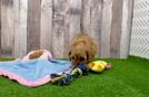Smart Cavapoo Poodle Mix Pup