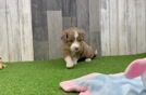 Mini Aussiedoodle Puppy for Adoption