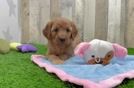 Hypoallergenic Mini Goldiepoo Poodle Mix Puppy
