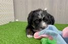 Mini Bernedoodle Pup Being Cute