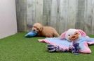 Hypoallergenic Bichpoo Poodle Mix Puppy