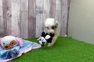 Meet Nick - our Mini Aussiedoodle Puppy Video