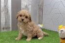 Happy Cavapoo Baby