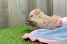 Maltipoo Puppy for Adoption