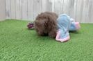 Energetic Havadoodle Poodle Mix Puppy