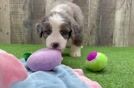 Funny Mini Bernedoodle Poodle Mix Pup