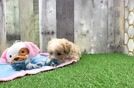 Meet Frogger - our Maltipoo Puppy Video