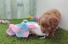 Meet Ellis - our Cavapoo Puppy Video