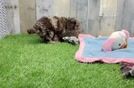 Meet Kalida - our Cockapoo Puppy Video