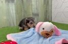 Meet Brad - our Yorkie Poo Puppy Video