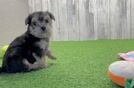 Playful Yortese Designer Puppy