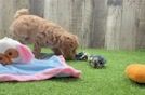 Popular Poodle Purebred Pup