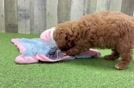 Smart Mini Goldendoodle Poodle Mix Pup
