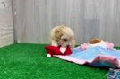 Meet Pikachu - our Maltipoo Puppy Video
