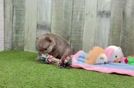 Meet Ira - our Pomeranian Puppy Video