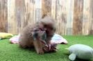 Pomeranian Puppy for Adoption