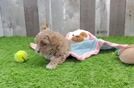 Maltipoo Pup Being Cute