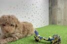 Best Poodle Baby