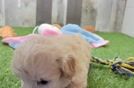 Little Multipoo Poodle Mix Puppy