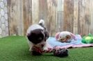 Adorable Bichon Havanes Purebred Puppy