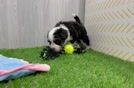 Mini Bernedoodle Puppy for Adoption