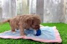 Energetic Cavoodle Poodle Mix Puppy