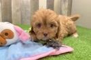 Best Cavapoo Baby