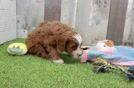 Cavapoo Puppy for Adoption