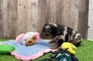 Petite Mini Bernedoodle Poodle Mix Pup