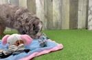 Best Mini Bernedoodle Baby