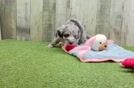 Sweet Aussiechon Baby