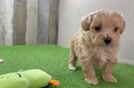 Petite Maltipoo Poodle Mix Pup