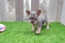 French Bulldog Puppy for Adoption