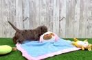 Cute Doxie Purebred Puppy
