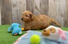 Popular Mini Goldendoodle Poodle Mix Pup