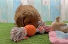 Happy Mini Goldendoodle Baby