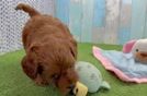 Mini Goldendoodle Puppy for Adoption