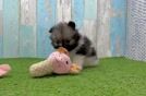 Funny Pomeranian Purebred Pup