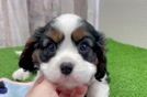 Cavalier King Charles Spaniel Pup Being Cute